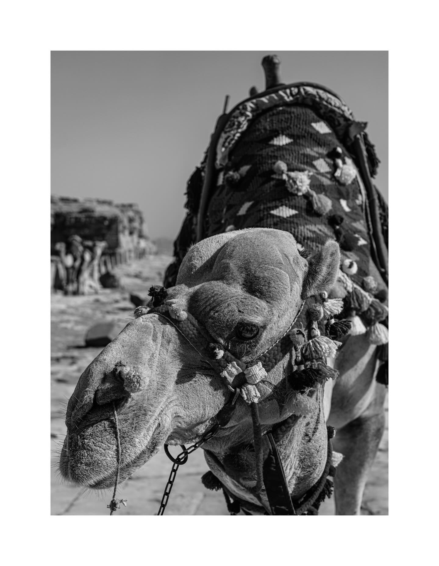 Black-and-white portrait of a decorated camel in Egypt